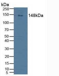 PLCG2 / PLC Gamma 2 Antibody (aa930-1152)
