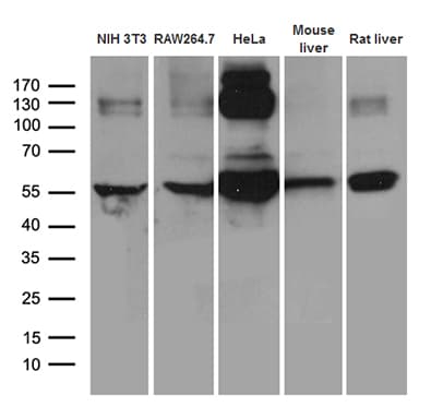 TRXR1 / TXNRD1 Antibody (clone OTI7B2, Carrier-free)