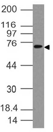 AcPL / IL18RAP Antibody