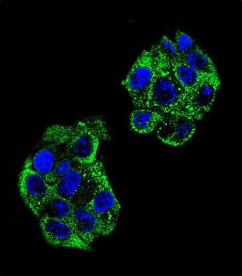 Polyclonal Rabbit anti-Human PON2 Antibody (aa74-101, IHC, IF, WB)