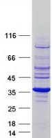Human RRAGA Protein (Recombinant Myc-DDK (Flag))