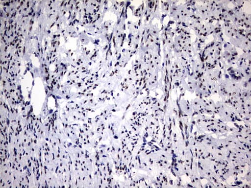 RBFOX1 / A2BP1 Antibody (aa1-210, clone OTI2C12)