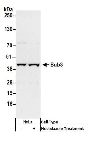 BUB3 Antibody (aa275-325)