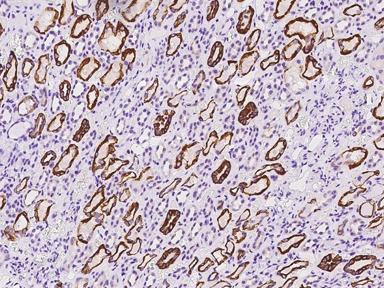 OLAH Antibody
