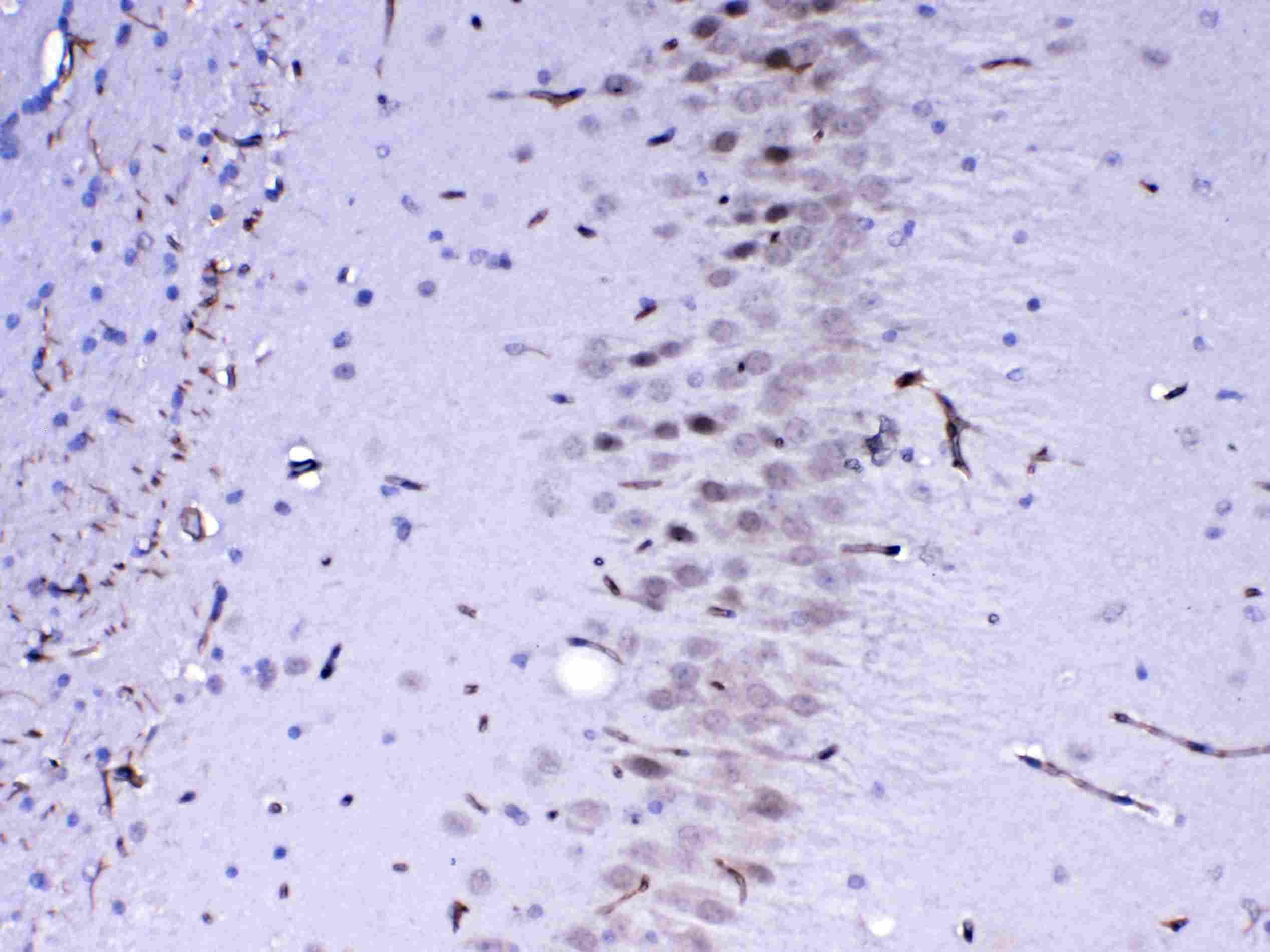 MED4 Antibody