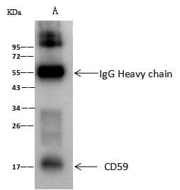 Polyclonal Rabbit anti-Rat CD59 Antibody (Preservative Free, WB)