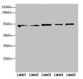 VPS4A Antibody