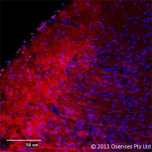 MAP2 Antibody (aa350-400)