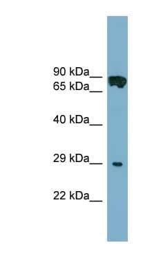 CYB5D1 Antibody (C-Terminus)