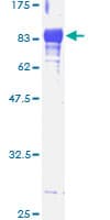 Human Syndapin I / PACSIN1 Protein (Recombinant GST)