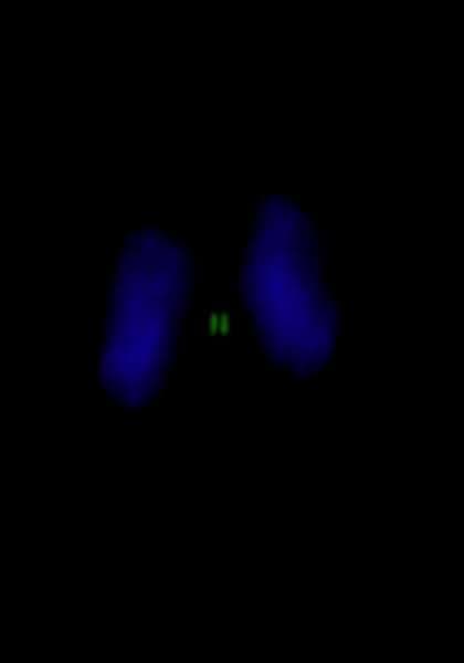 INCENP Antibody (aa325-400)