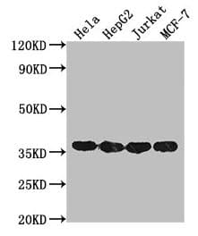 GAPDH Antibody (clone 8A1D1)