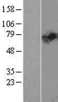 SLC44A2 / CTL2 Protein (Over-Expression Lysate Myc-DDK (Flag))