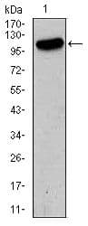 GRIA2 / GLUR2 Antibody (Amino Acid: 652-807, clone 7G6)