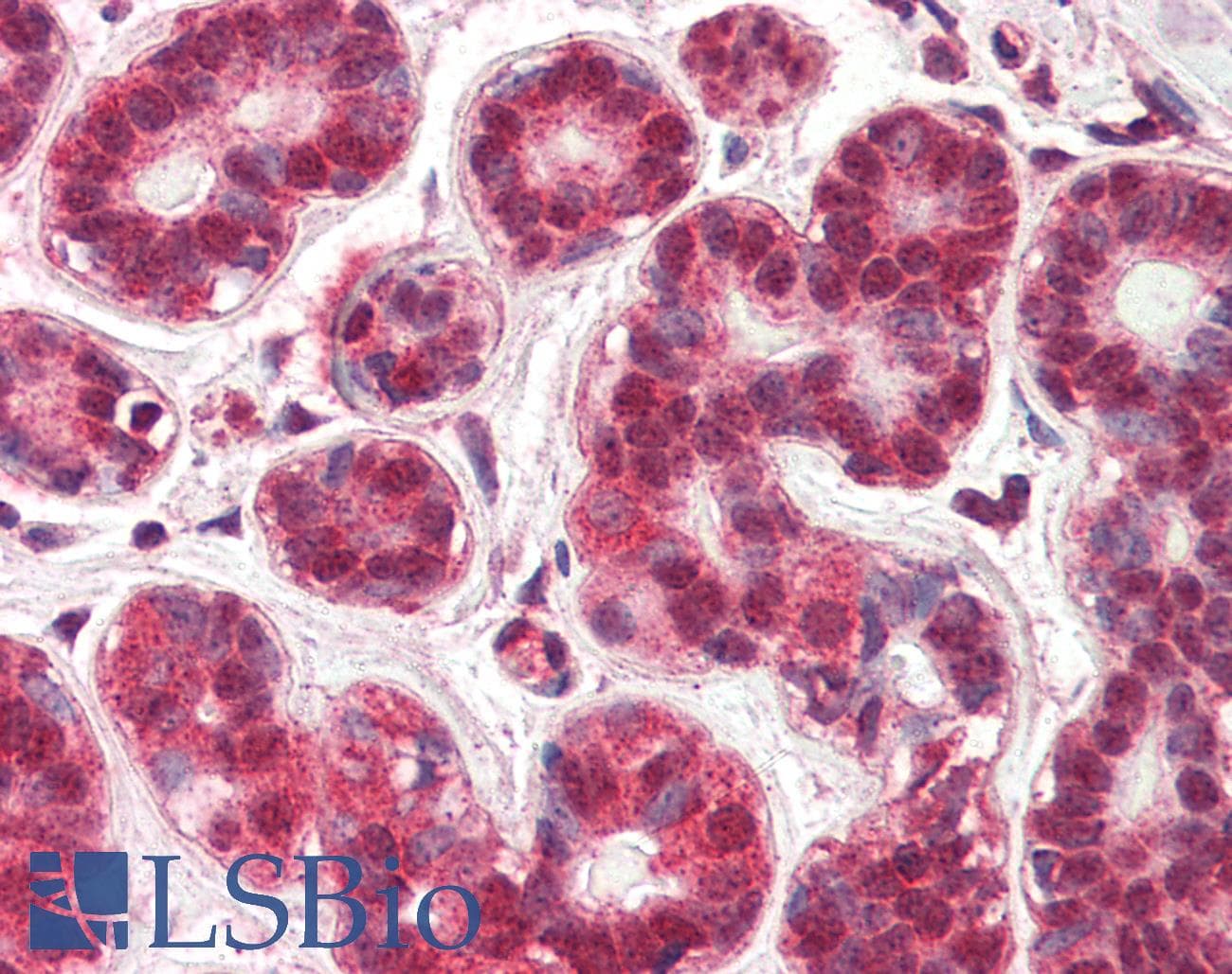 IHC-plus™ NR4A1 / NUR77 Antibody (aa401-414)