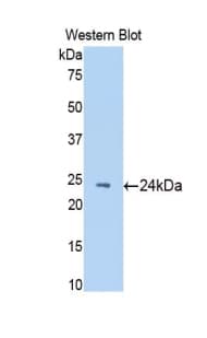 NAGA Antibody (aa18-217)
