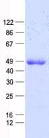 Human E2F5 Protein (Recombinant His, N-Terminal)