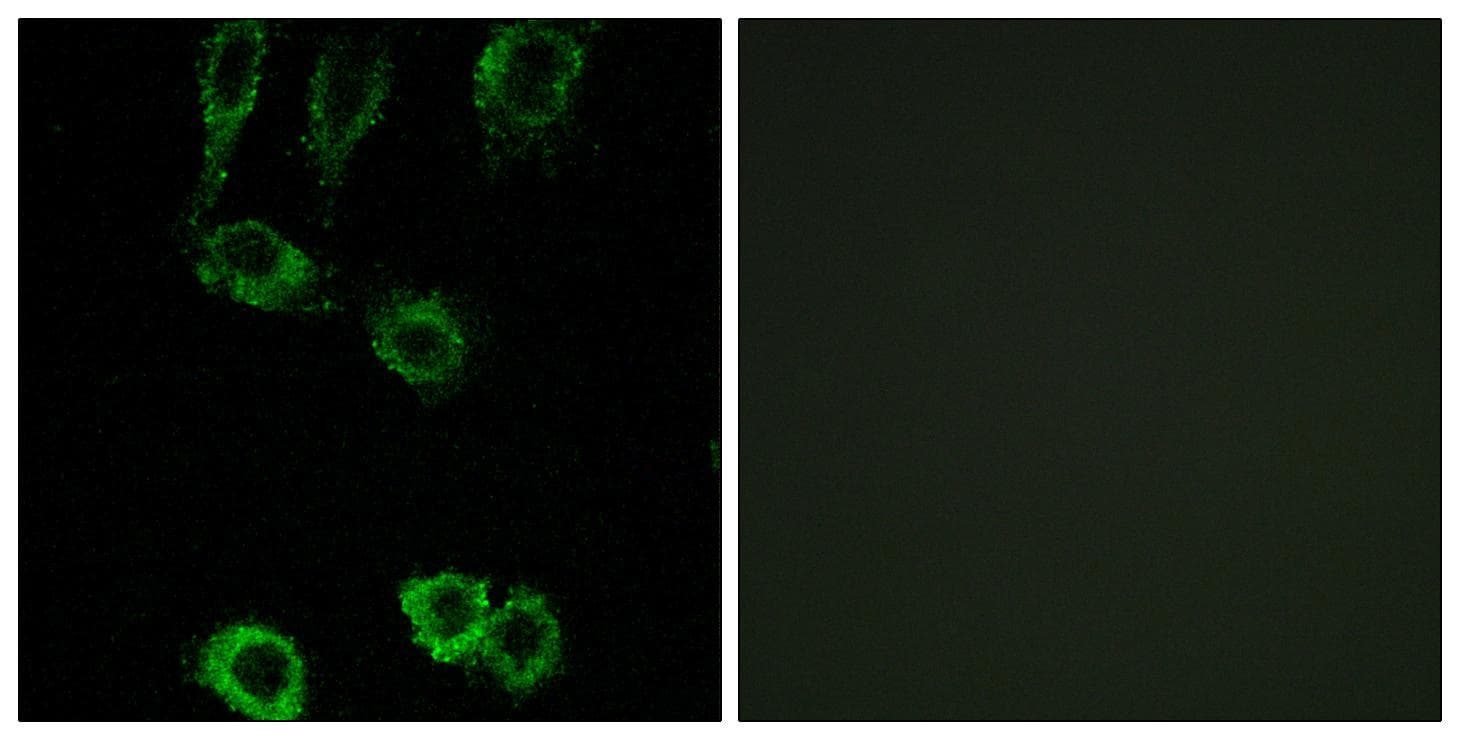 CNN2 Antibody