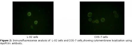 Monoclonal Mouse anti-Human APOM / Apolipoprotein M Antibody (clone 8F12C6B8, IF, WB)