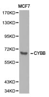 CYBB / NOX2 / gp91phox Antibody