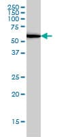UBP1 Antibody (clone 1C5)