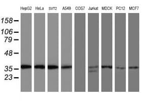 OSGEP Antibody (aa1-335, clone OTI9E3, Carrier-free)