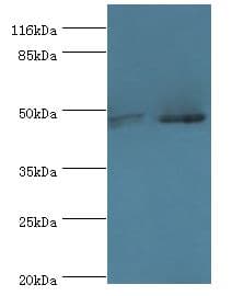 MAPK9 / JNK2 Antibody (aa1-424)