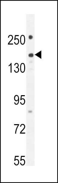 PLEKHG1 Antibody (aa1273-1302)