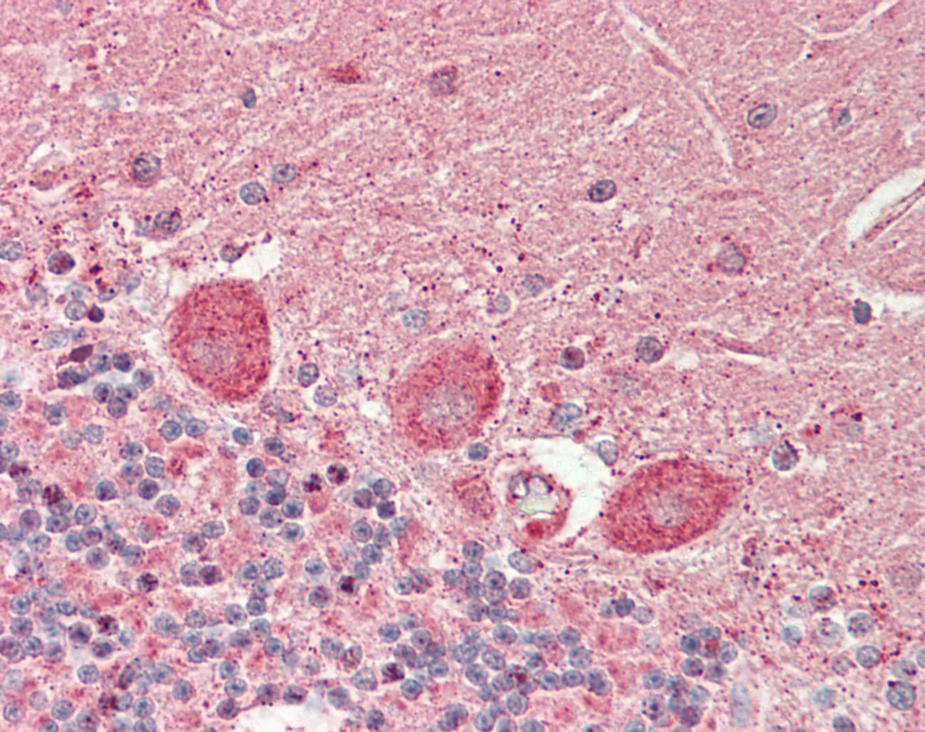 IHC-plus™ FBXO39 Antibody (aa385-414)
