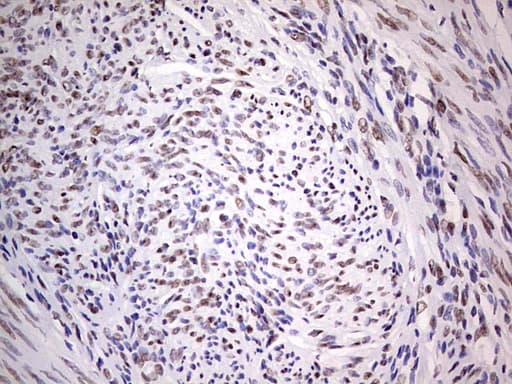 Monoclonal Mouse anti-Human C14orf166 Antibody (clone OTI4A3, IHC, WB)