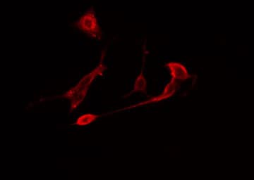 DUSP10 / MKP5 Antibody