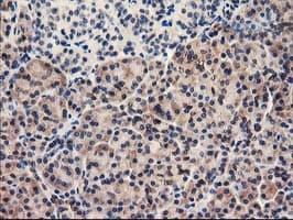 UNG / Uracil DNA Glycosylase Antibody (clone OTI1B6, Carrier-free)