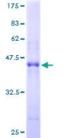 Human BOC Protein (Recombinant GST)