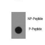 ABL1 / c-ABL Antibody (phospho-Tyr134)