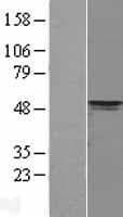 PDK4 Protein (Over-Expression Lysate Myc-DDK (Flag))
