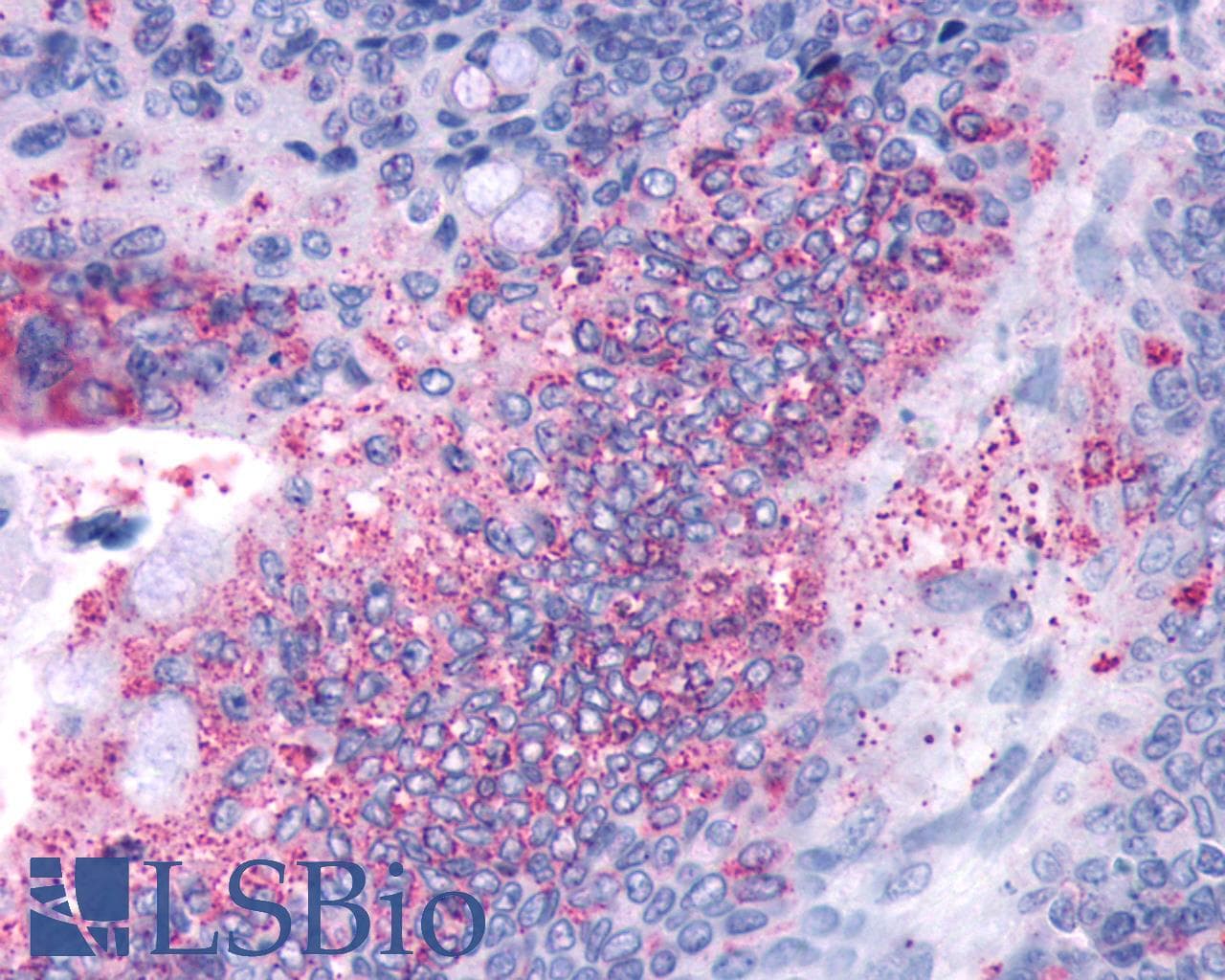 PathPlus™ Polyclonal Rabbit anti-Human OR2A4 Antibody (Extracellular Domain, IHC)