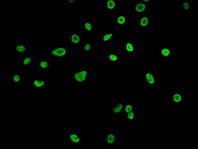 HIST1H3A Antibody