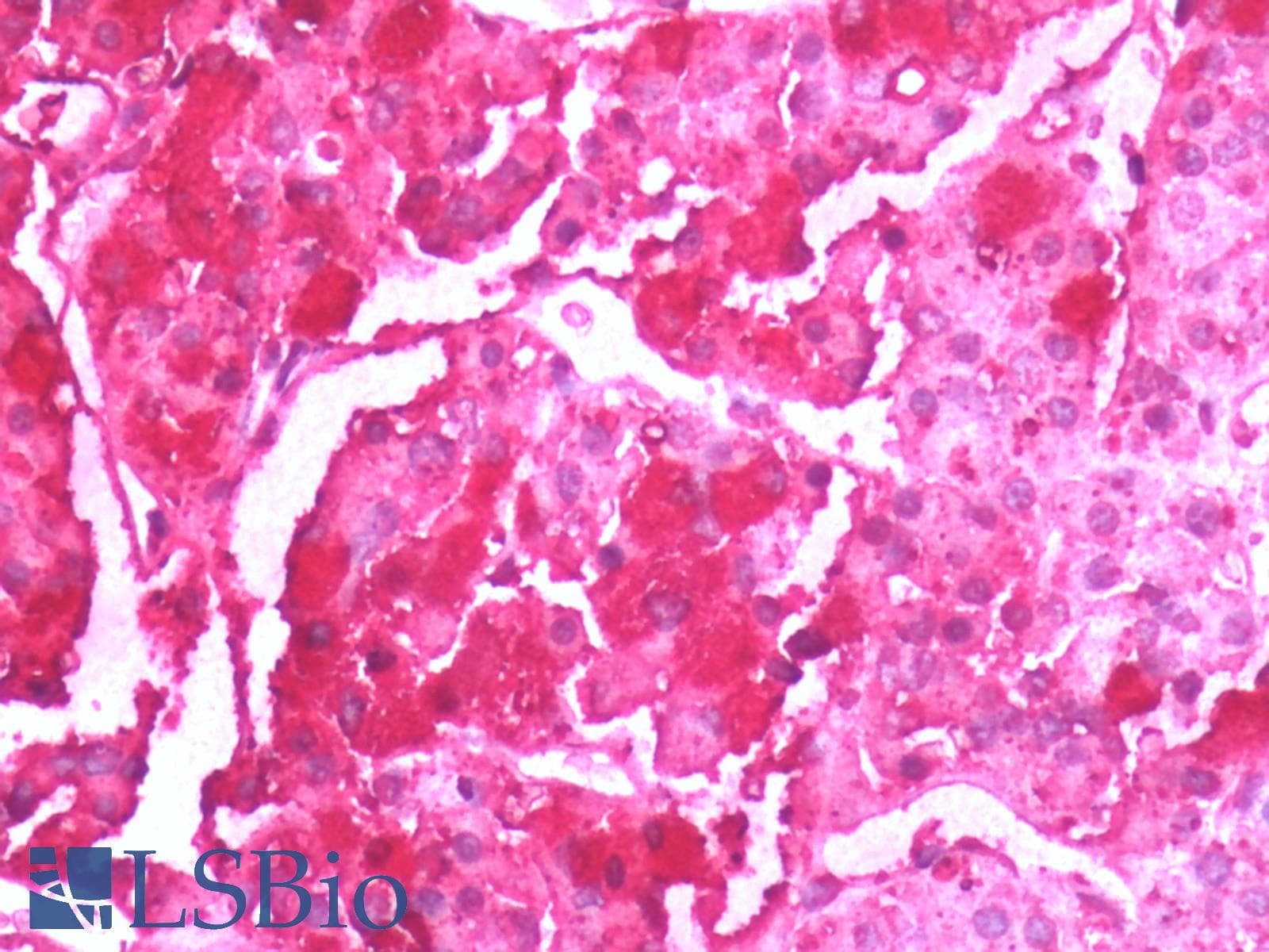 IHC-plus™ Beta Endorphin Antibody