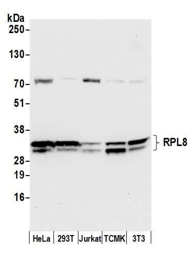 RPL8 / Ribosomal Protein L8 Antibody (aa175-225)