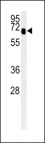 SLC9A9 / NHE9 Antibody (aa551-579)