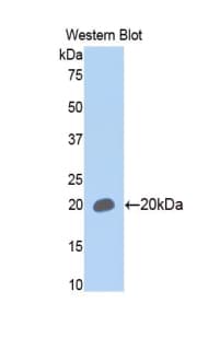 THY1 / CD90 Antibody (aa1-161, APC)