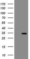 SLA2 / SLAP2 Antibody (clone OTI3A7)