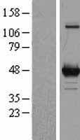 OAT Protein (Over-Expression Lysate Myc-DDK (Flag))