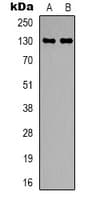 Polyclonal Rabbit anti-Human CEP131 / AZI1 Antibody (Internal, IHC, WB)
