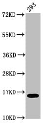 H2AFX / H2AX Antibody