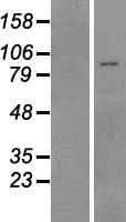 Human Pyrin / MEFV / MEF Protein (Over-Expression Lysate Myc-DDK (Flag))