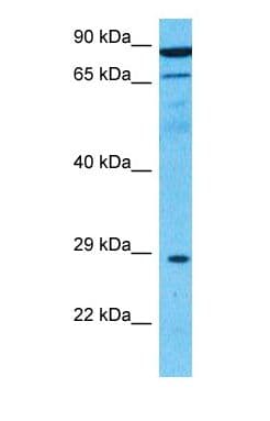 KRCC1 Antibody (C-Terminus)