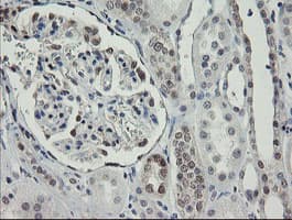 RBPMS / Hermes Antibody (clone OTI3D10)