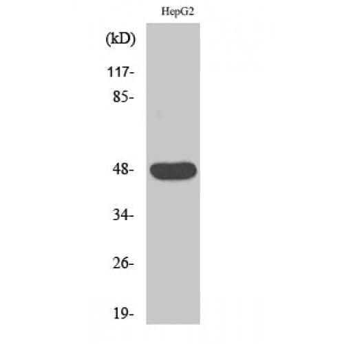 CADM2 Antibody (100-180 aa, Internal)