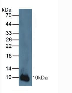 S100A2 Antibody (aa2-98)